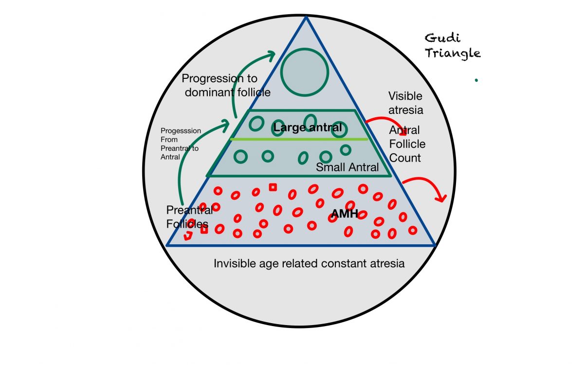 The Fertility Triangle:  Egg Quality and Quantity