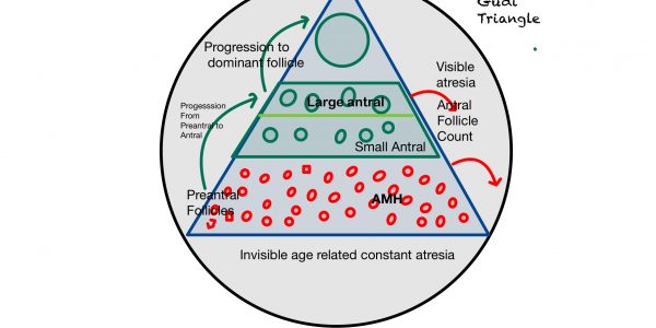 The Fertility Triangle:  Egg Quality and Quantity